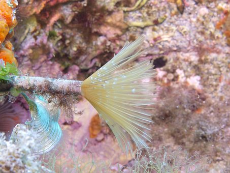 Free Underwater Dive photo and picture