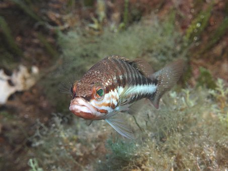 Free Perch Dive photo and picture