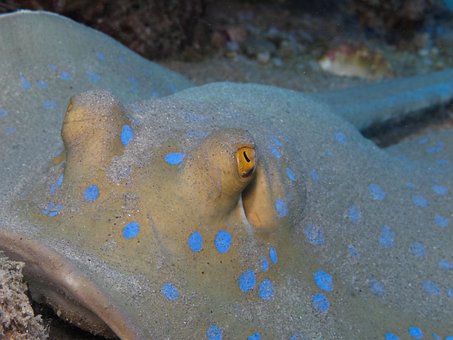 Free Smelled Blue Spotted Stingrays photo and picture