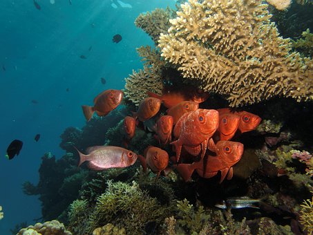 Free Swarm Fishes photo and picture