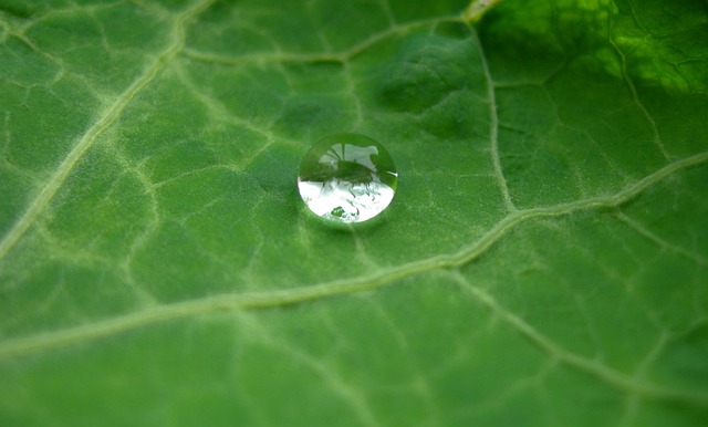 ฝนตก, หยดน้ำฝน, ธรรมชาติ, น้ำ Droplet