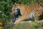 tiger, zoo, cat