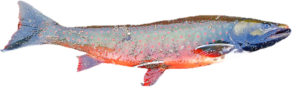 Free Isolated Salmon photo and picture