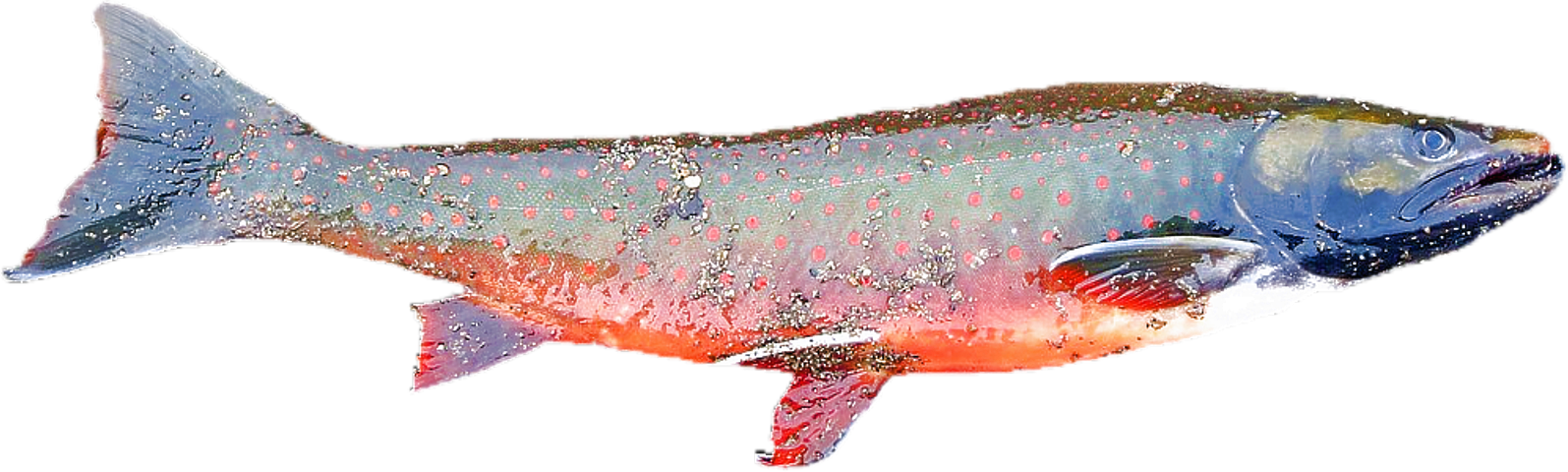 1,000+ Free 연어 & Salmon Photos