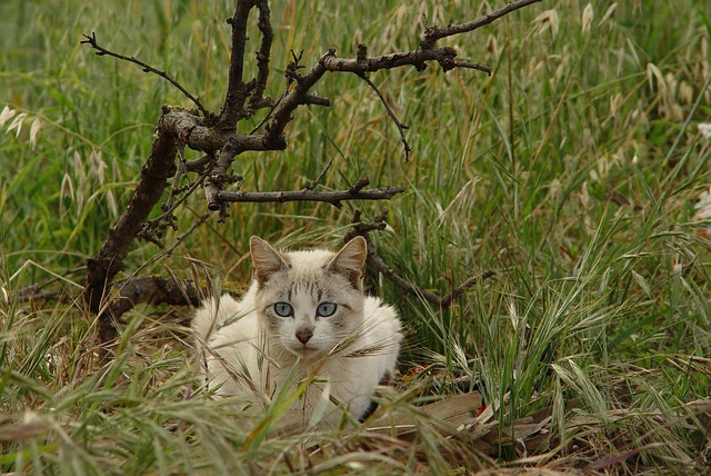 Free Cat Animal photo and picture