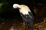 stork, adebar, rattle stork