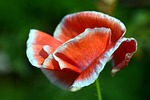poppy, blossom, bloom