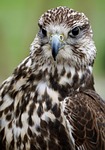 saker falcon, falcon, falconry