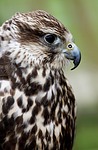 saker falcon, falcon, falconry