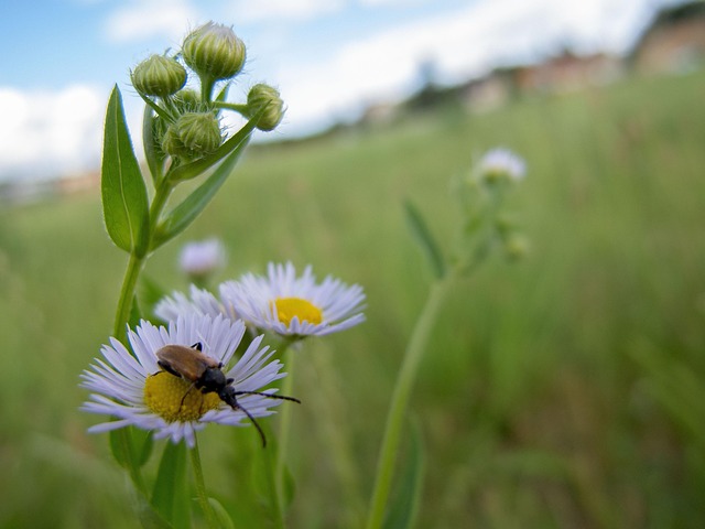 Free Flower Beetle photo and picture
