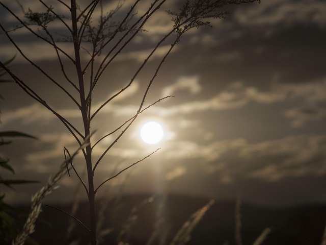 Free Sunset Plant photo and picture