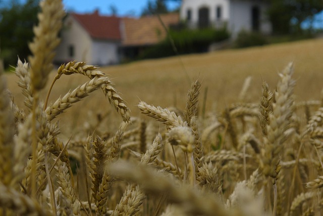 Free Wheat Background photo and picture