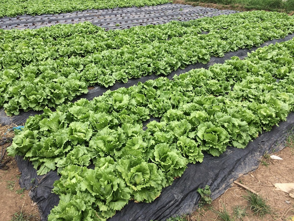 Lettuce Cabbage Farm Free photo on Pixabay Pixabay