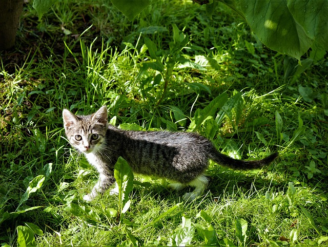Малка Котка, Трева, Коте, Природата