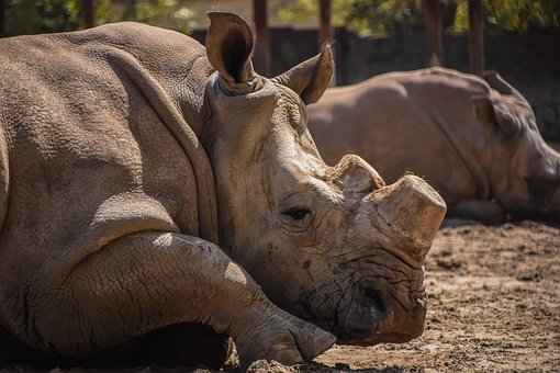 Free Rhinoceros Good photo and picture