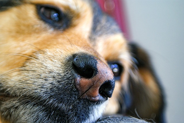 Free Dog Nose photo and picture