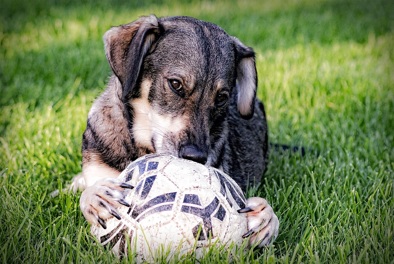 Hond Dier Hondenfotografie Gratis Foto Op Pixabay Pixabay