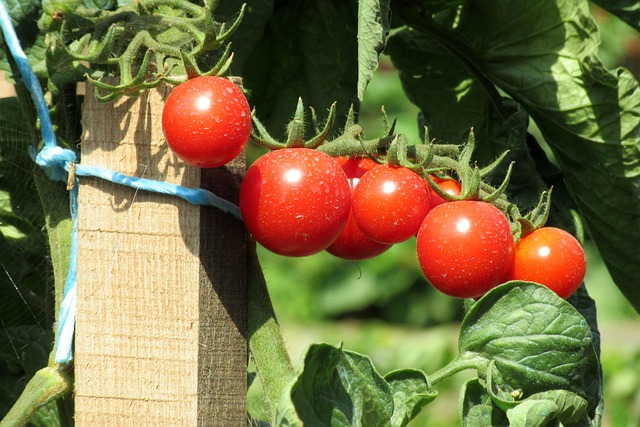 Free Tomato Garden photo and picture