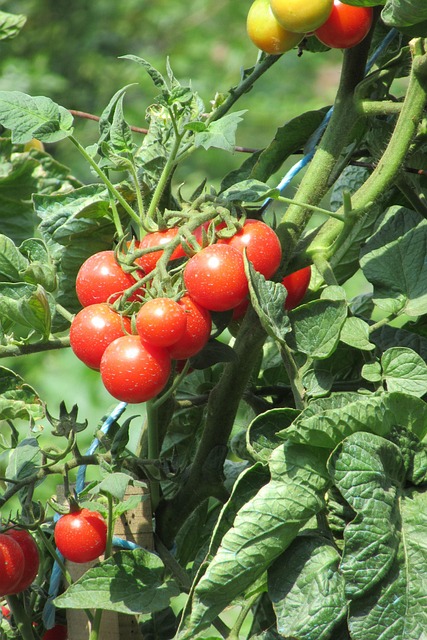Free Tomato Nature photo and picture