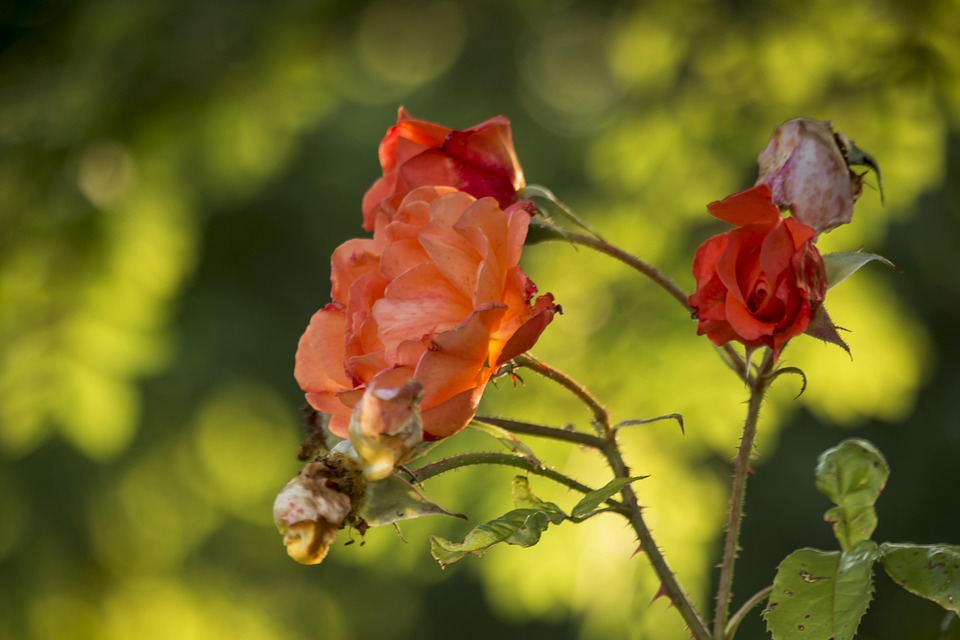 Rose Passing Away Garden - Free photo on Pixabay