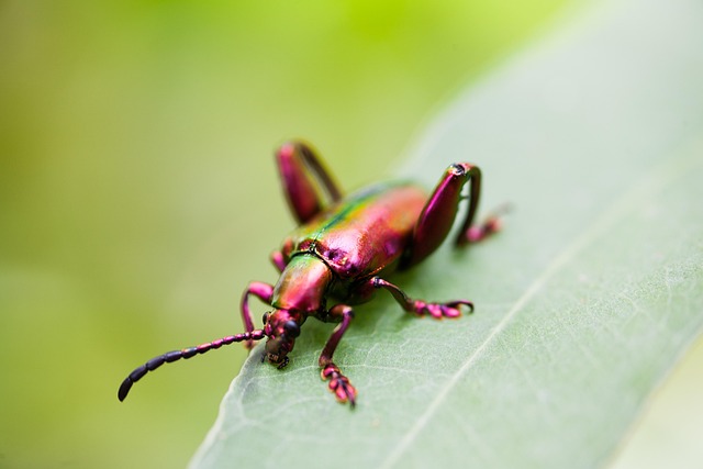 Free Beetles Wildlife photo and picture