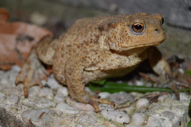 Free Frog Nature photo and picture
