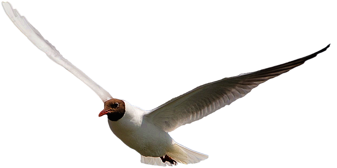 Free Isolated Bird illustration and picture