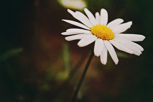 Gänseblümchen, Natur, Wildblumen, Sommer