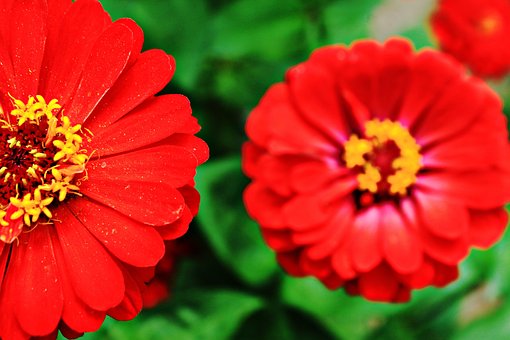 Sommerblumen, Sommer, Natur