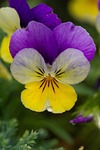 flower, viola, spring