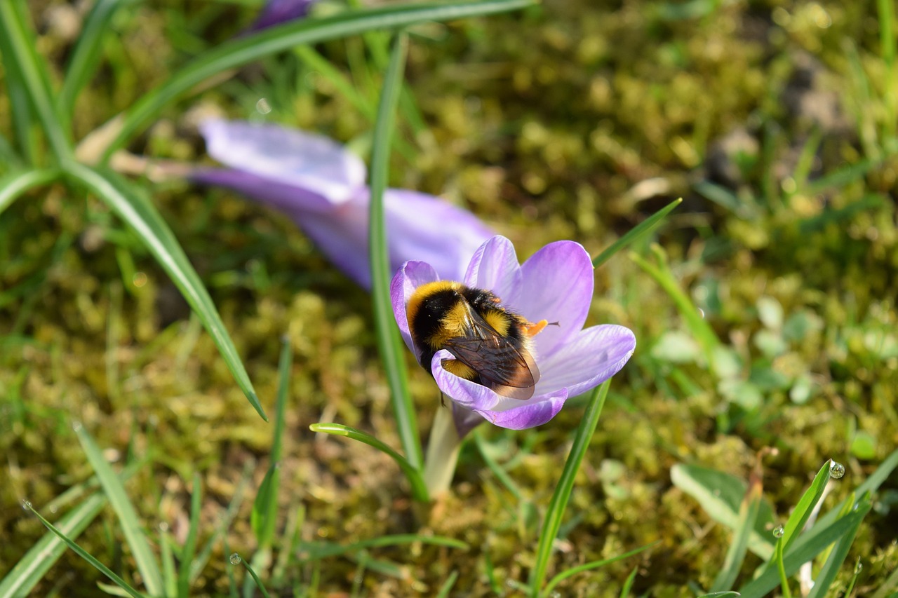 Macro Bumblebee Crocus - Free photo on Pixabay