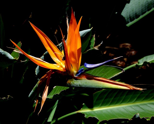 Free Flower Bird Of Paradise photo and picture