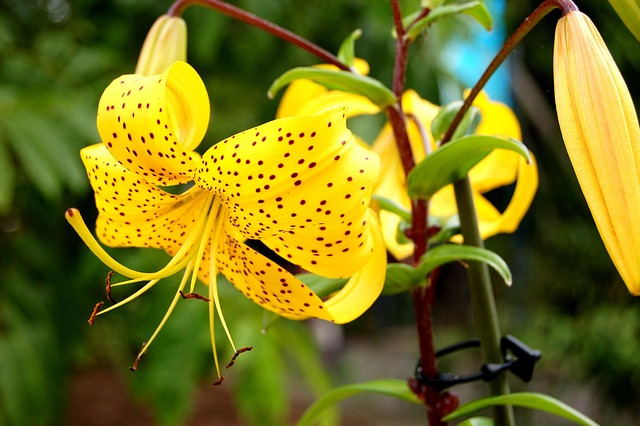 Free Flower Yellow photo and picture