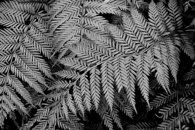 Free Leaf Black And White photo and picture