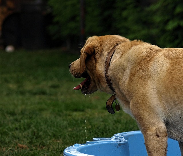 Free Dog Labrador photo and picture