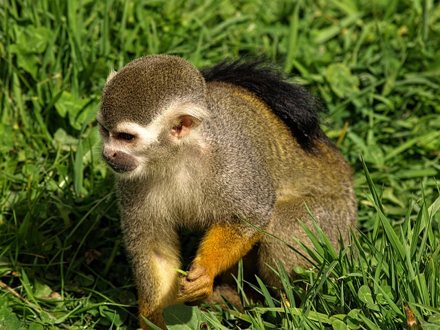 Free Animal Monkey photo and picture