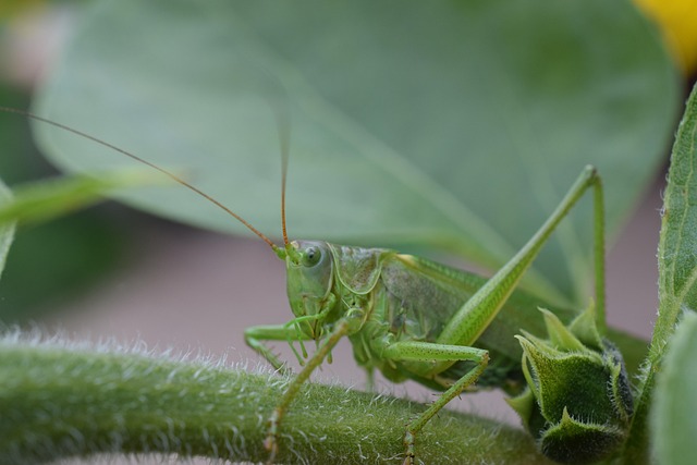 Free Macro Nature photo and picture