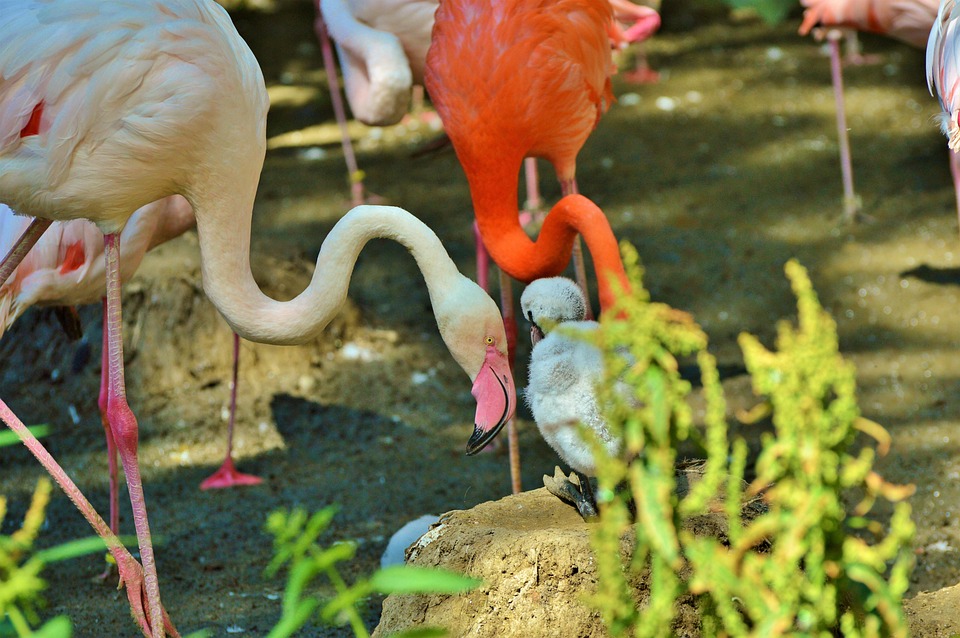 Flamingo Kuş Pembe - Pixabay'de ücretsiz fotoğraf - Pixabay