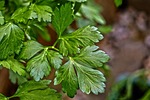 parsley, green soup, kitchen herb