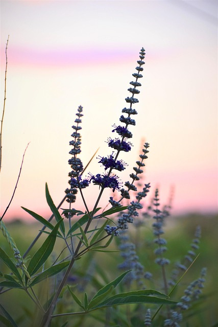Free Plant Flower photo and picture