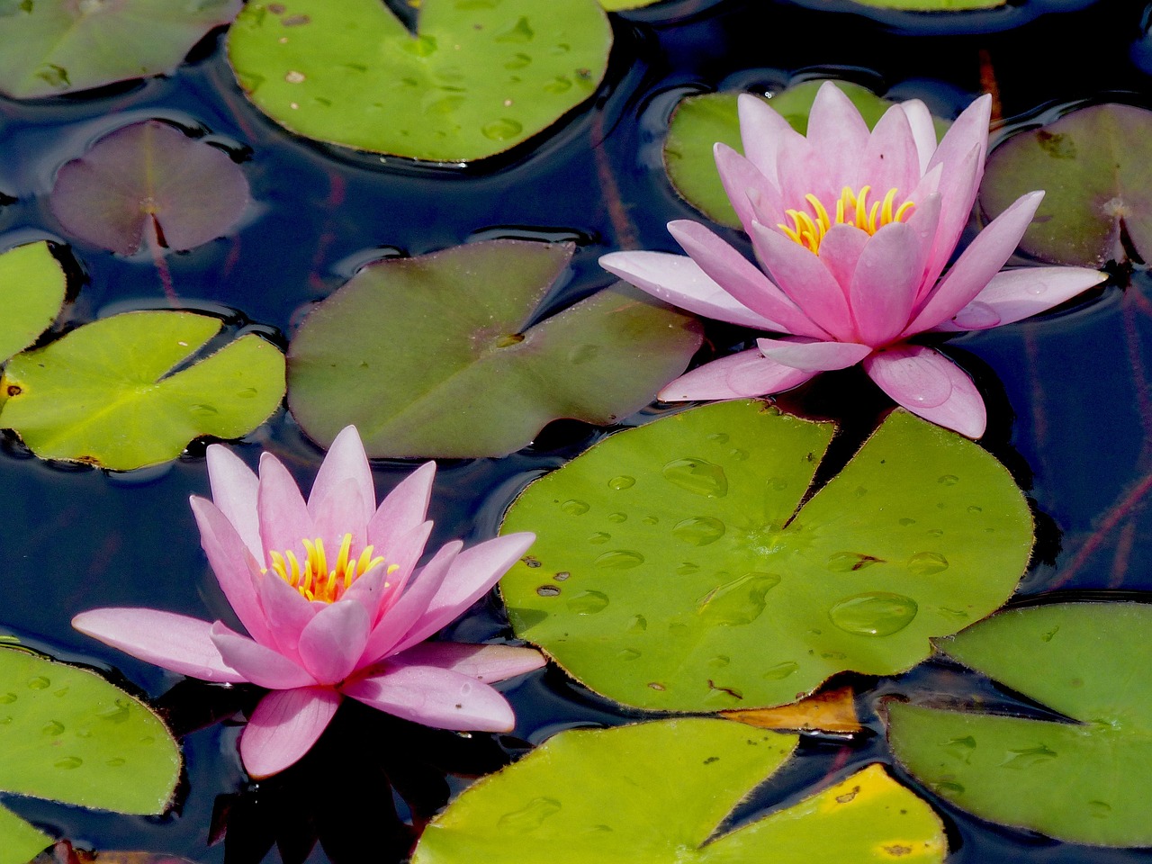 Water Lily Free photo on Pixabay Pixabay