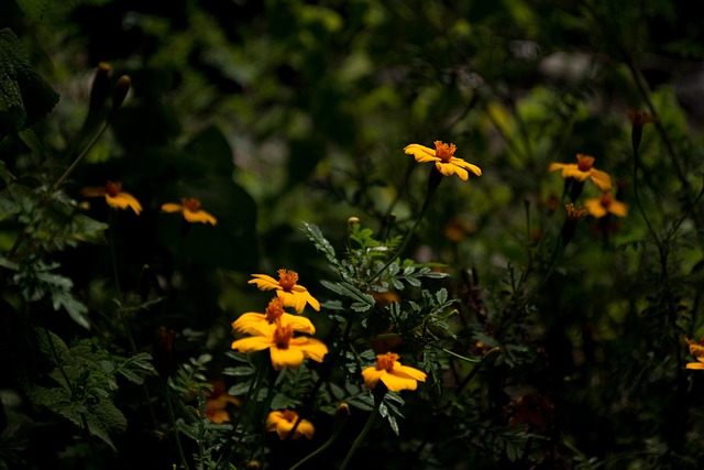 Free Flower Wild photo and picture