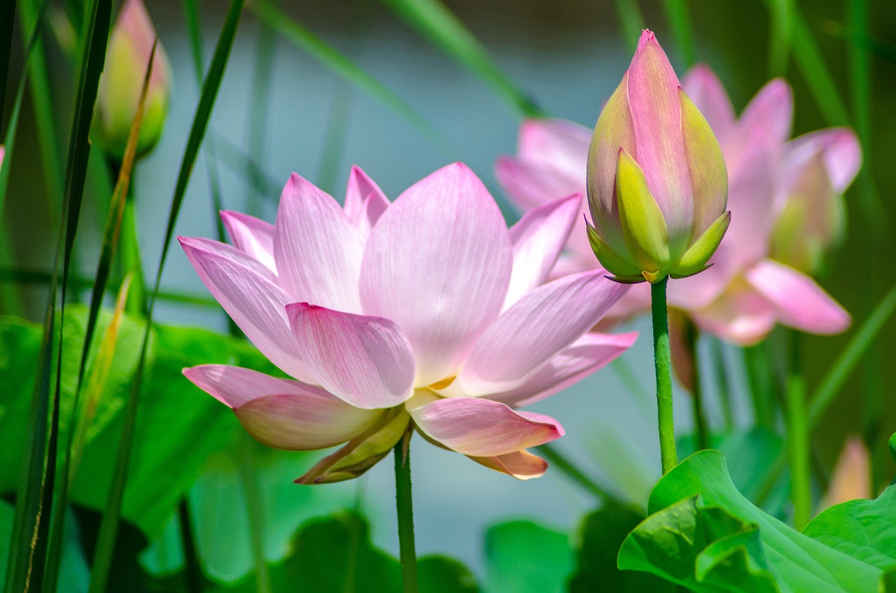 Obraz na płótnie water lily, flower, nature #2536194 w salonie