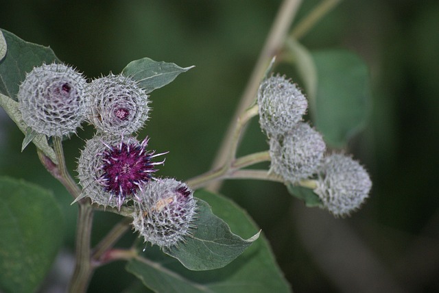 Free Burdock Flower photo and picture