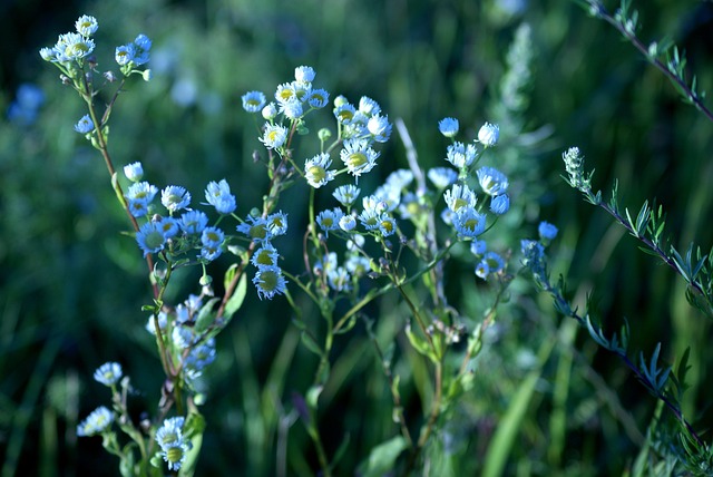 Free Chamomile Flower photo and picture