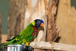 green naped lorikeet, parrot, bird