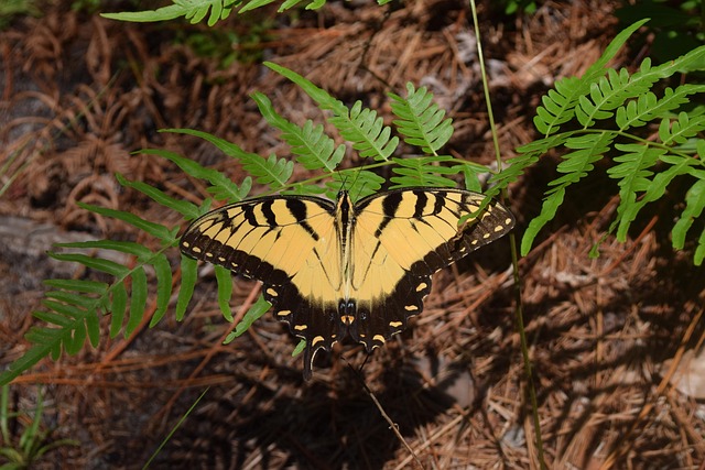 Free Butterfly Nature photo and picture