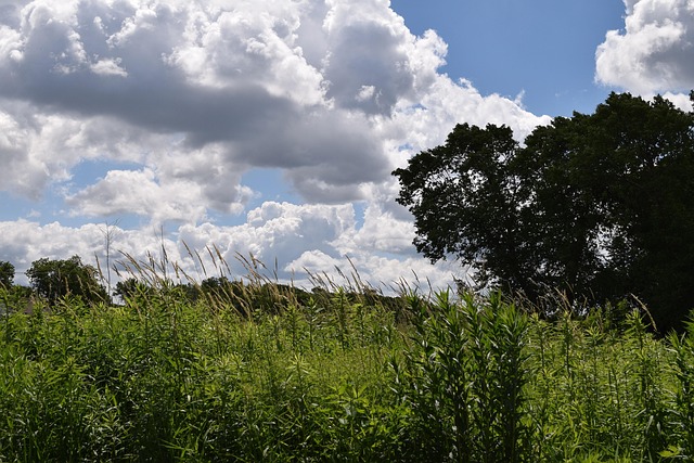 Free Sky Clouds photo and picture