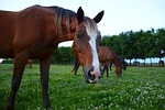 horse, horses, horse looks