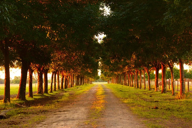 Free Field Rural photo and picture